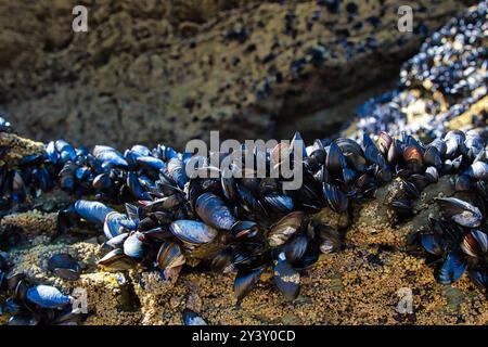 Vista ravvicinata di una superficie rocciosa coperta da ammassi di cozze nere. Le cozze sono strettamente composte, mostrando le loro conchiglie lucide e. Foto Stock