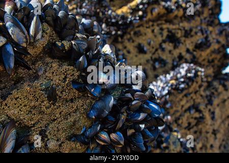 Primo piano di cozze nere raggruppate su una superficie rocciosa, che mostra le loro conchiglie lucenti e lo sfondo testurizzato di barnacche e rocce. L'immagine CA Foto Stock