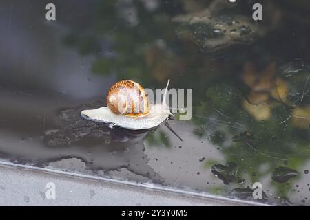 Primo piano lumaca da giardino (Cornu aspersum) che scorre su un tavolo di vetro nero con una consistenza di acqua piovana, gocce di pioggia e graffi. Fine estate, settembre, Foto Stock