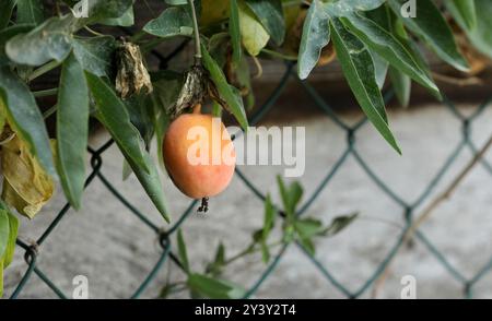 Fiore della passione Passiflora Maracuja con frutta su un ramo Foto Stock