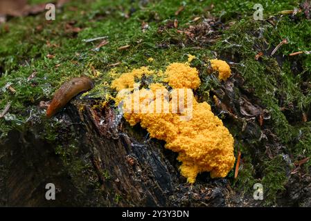 Fuligo septica, altrimenti chiamato vomito di cane o muffa di melma d'uovo strapazzata su un tronco di albero con una lumaca e una piccola lumaca sopra. Foto Stock