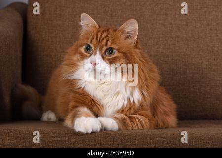 Ritratto di un gatto dello zenzero adulto steso su un divano marrone Foto Stock