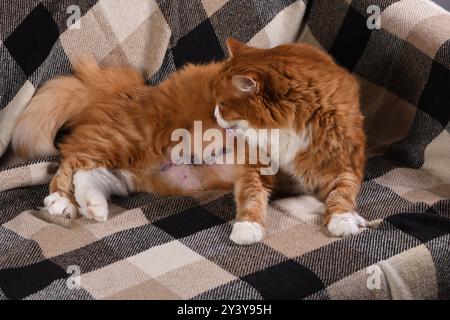 Un gatto soffice di zenzero giace sul divano a casa dopo l'intervento chirurgico e lecca i punti Foto Stock