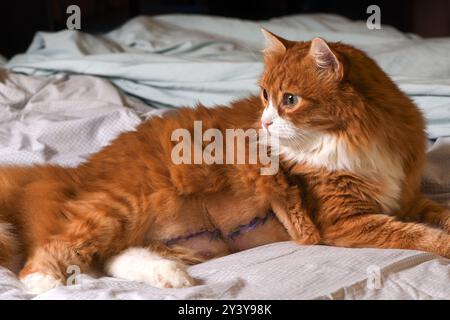 Gatto dello zenzero adulto che riposa sul letto a casa dopo un intervento chirurgico addominale Foto Stock