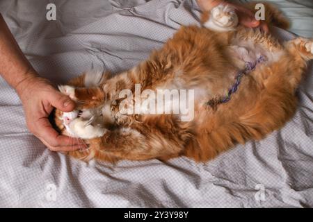 Preparazione di un gatto per il trattamento medicato di suture chirurgiche dopo intervento chirurgico addominale Foto Stock