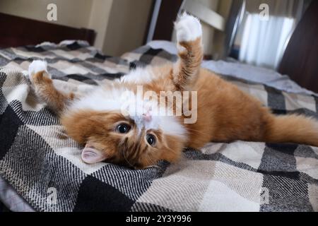 Un gatto soffice allo zenzero poggia sulla schiena su un letto ricoperto da una coperta di lana a scacchi nella camera da letto Foto Stock