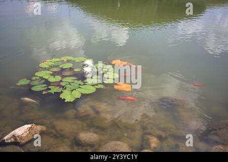 Laghetto con carpe koi e tamponi di giglio Foto Stock