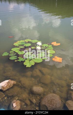Laghetto con carpe koi e tamponi di giglio Foto Stock