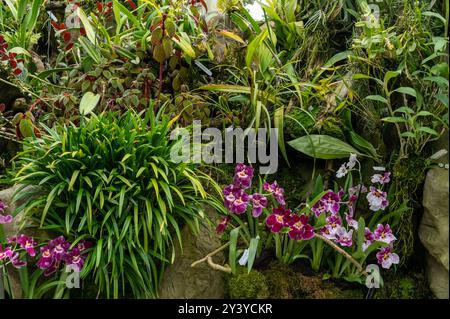 La Miltoniopsis di colore rosso «Red Tide» o l’orchidea pansy. Il cognome Orchidaceae, è una pianta montana. La pianta ha petali vellutati e arrotondati coltivati Foto Stock