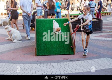 Happy girl allena un cucciolo adulto Jack Russell Terrier in un campo di allenamento in una giornata di sole. Agilità Foto Stock