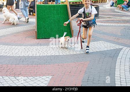 Happy girl allena un cucciolo adulto Jack Russell Terrier in un campo di allenamento in una giornata di sole. Agilità Foto Stock