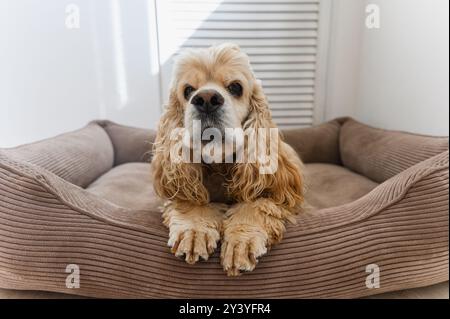 Il Cocker americano Spaniel giace nel suo letto per cani. Punto basso, grandangolo. Foto Stock