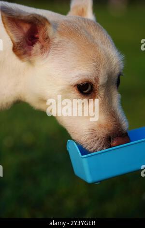 Un cane bianco sta bevendo acqua da una caraffa blu Foto Stock