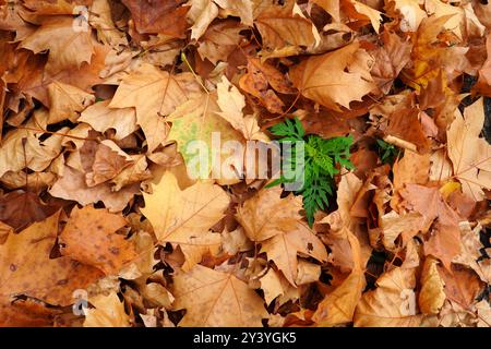 Primo piano di piante verdi tra foglie autunnali secche cadute che ricoprono il terreno. Sfondo naturale nei colori verde e marrone. Foto Stock