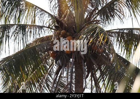 bellissime palme in indonesia Foto Stock