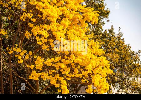 L'albero simbolo del Brasile, il ipê giallo (Handroanthus albus), fiorisce a settembre Foto Stock