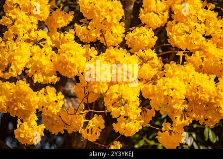 L'albero simbolo del Brasile, il ipê giallo (Handroanthus albus), fiorisce a settembre Foto Stock