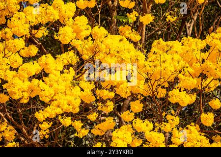 L'albero simbolo del Brasile, il ipê giallo (Handroanthus albus), fiorisce a settembre Foto Stock