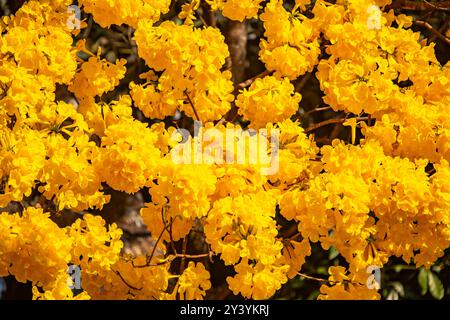 L'albero simbolo del Brasile, il ipê giallo (Handroanthus albus), fiorisce a settembre Foto Stock