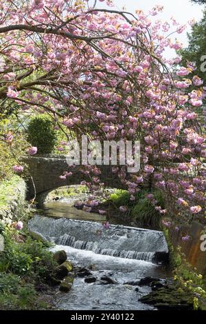 Ciliegio che fiorisce sopra l'Artle Beck a Brookhouse Caton vicino a Lancaster Lancashire Inghilterra Foto Stock