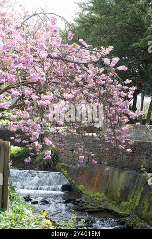 Ciliegio che fiorisce sopra l'Artle Beck a Brookhouse Caton vicino a Lancaster Lancashire Inghilterra Foto Stock