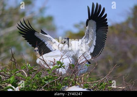 La cicogna di legno (Mycteria americana), con ali spalmate, appollaiate su un nido fatto di rami in un ambiente naturale, Wakodahatchee Wetlands, Delray Beach, Flor Foto Stock