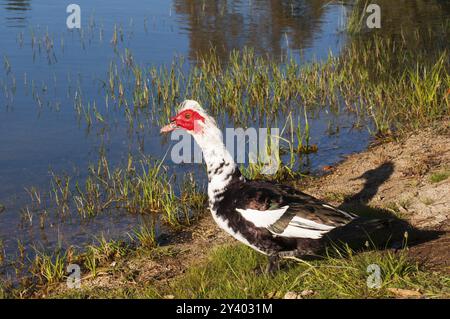 Un’anatra che si trova sulla riva di un corpo d’acqua con vegetazione verde, anatra moscovita, anatra moscovita (Cairina moschata), anatra barbaresca, anatra della guerra, Spagna, Foto Stock