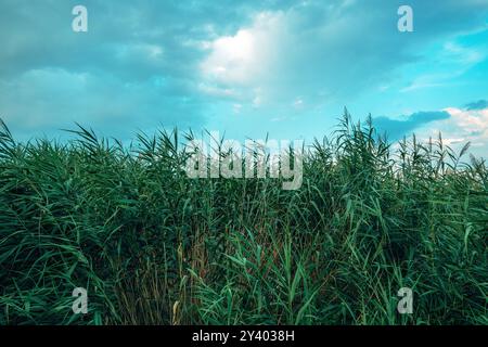 Erba verde di canne sul lago Dojran nella Macedonia del Nord, attenzione selettiva Foto Stock