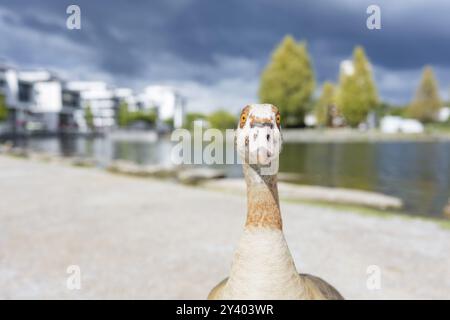 Oca del Nilo (Alopochen aegyptiaca) in vista frontale, primo piano, grandangolo, guardando avanti, in piedi su un sentiero, sullo sfondo sfocato un lago e com Foto Stock