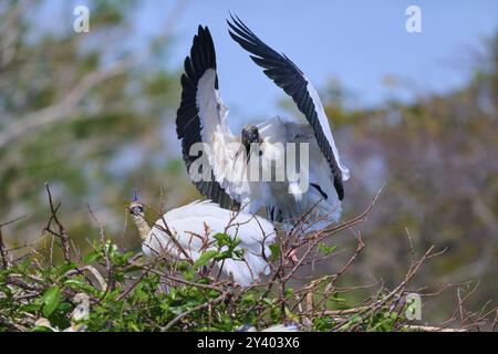 La cicogna di legno (Mycteria americana), con ali spalmate, appollaiate su un nido fatto di rami in un ambiente naturale, Wakodahatchee Wetlands, Delray Beach, Flor Foto Stock