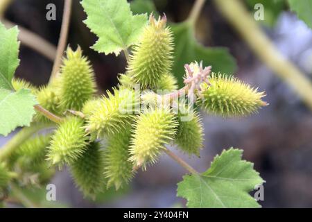 Cocklebur ruvido (Xanthium strumarium) Foto Stock