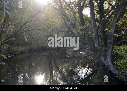 Mattina d'autunno sul fiume Boehme nella città di Walsrode, bassa Sassonia, Germania. Germania Foto Stock