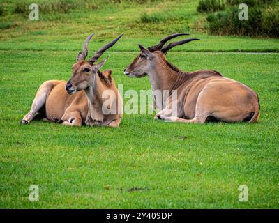 Una coppia di Blackbuck o antilope indiana (Antilope cervicapra) che riposa nella campagna inglese. Foto Stock