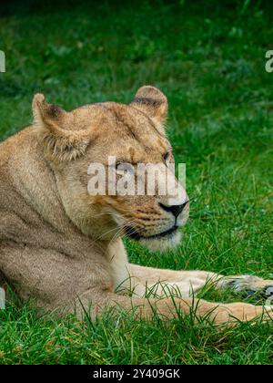 Una leonessa osserva il resto dell'orgoglio mentre si rilassa sulla prateria Foto Stock