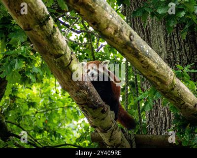 Panda rossa con un bastone trovato in un albero. Foto Stock