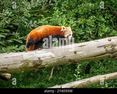 Panda Rossa godendosi una passeggiata alla luce del sole nel suo recinto Foto Stock