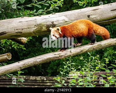 Panda Rossa godendosi una passeggiata alla luce del sole nel suo recinto Foto Stock