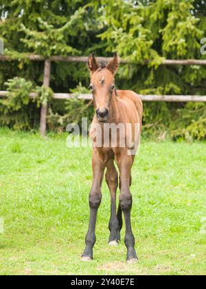 Ritratto di un puledro di un giorno sul prato verde nelle soleggiate giornate primaverili Foto Stock