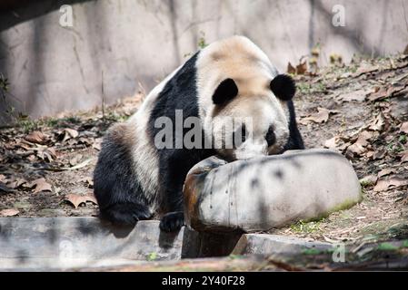 Un Panda gigante che beve acqua Foto Stock