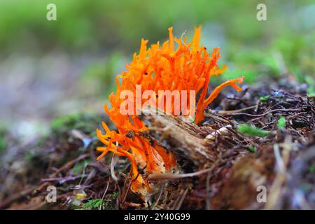 Funghi Stagshorn che crescono su un terreno forestale, Hamsterley Forest, County Durham, Inghilterra, Regno Unito. Foto Stock