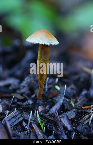 Fungo comune del cofano che cresce dalla vegetazione bruciata con un lumaca che alimenta da esso. Hamsterly Forest, contea di Durham, Inghilterra, Regno Unito. Foto Stock