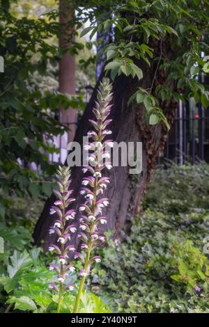 Fiori bianchi di Acanthus mollis in estate, da vicino Foto Stock