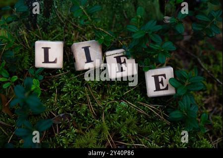 Celebrazione del giorno della vita il 22 gennaio. Giornata mondiale della conservazione della natura. Cambiamento climatico Baku 2024 . Parola di vita su blocchi di legno con natura, foresta, muschio ba Foto Stock