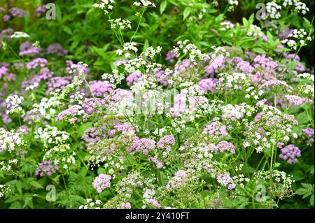 Delicati fiori primaverili rosa e bianchi di chervil peloso, Chaerophyllum hirsutum 'Roseum' e Chaerophyllum hirsutum 'alba' che crescono nel Regno Unito Garden May Foto Stock