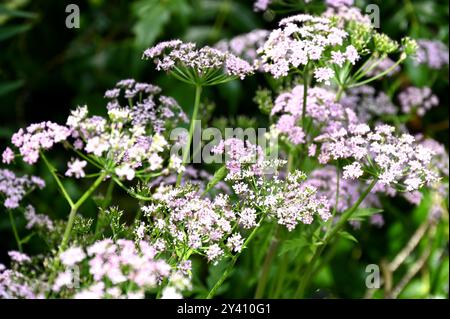 Delicati fiori primaverili rosa e bianchi di chervil peloso, Chaerophyllum hirsutum 'Roseum' e Chaerophyllum hirsutum 'alba' che crescono nel Regno Unito Garden May Foto Stock