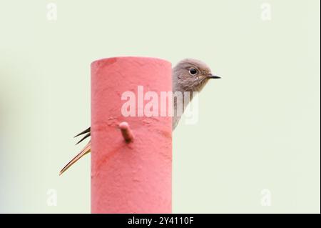 Phoenicurus ochruros, alias Black Redstart femmina arroccata sul giardino. Uccello comune nella repubblica Ceca. Foto Stock