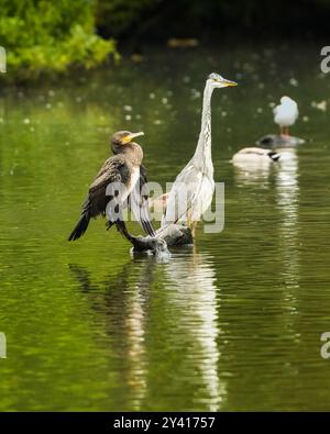 Un cormorano (Phalacrocorax carbo) e un Heron grigio (Ardea cinerea) condividono un argilla su uno stagno nel sud dell'Inghilterra Foto Stock