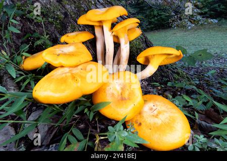 Jack-o'Lantern Mushroom (Omphalotus illudens) - Brevard, North Carolina, USA Foto Stock