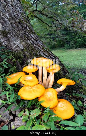 Jack-o'Lantern Mushroom (Omphalotus illudens) - Brevard, North Carolina, USA Foto Stock