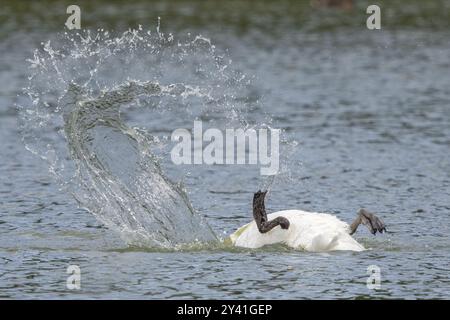 Mute Swan, gambe in aria! Foto Stock